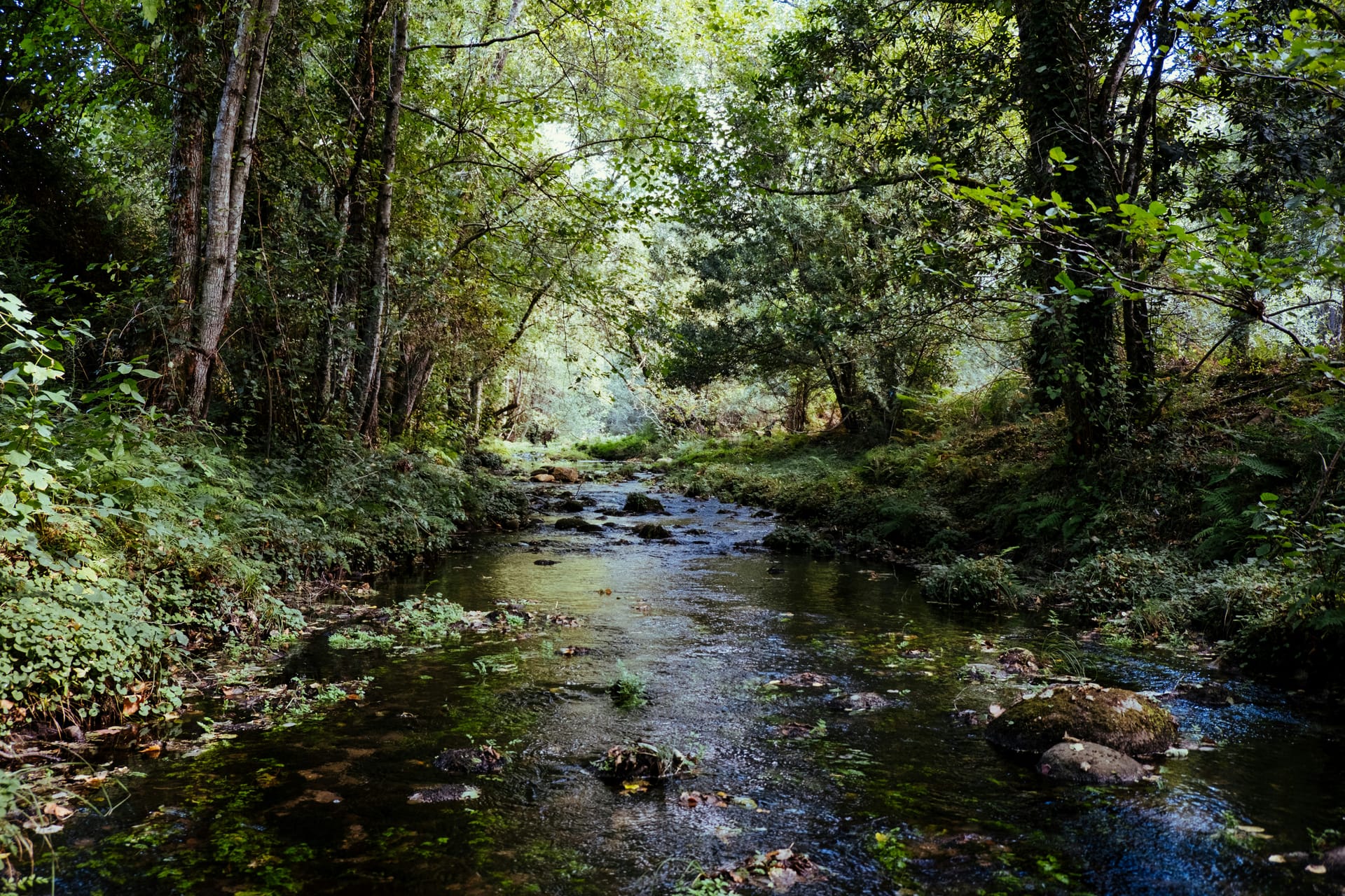 Chasing Creeks and the Infinite You